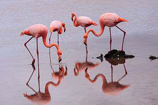 Flamingos, Fietse, Schmuggler und Co. –Grenzenloses Radvergnügen in der Grafschaft Flamingos, Fietse, Schmuggler und Co. –Grenzenloses Radvergnügen in der Grafschaft