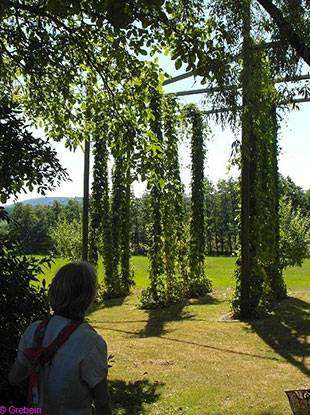 Foto 3: Radreise-Gartentraumtour, grüne Landschaft mit Bäumen, Sonne, Mensch im Vordergrund